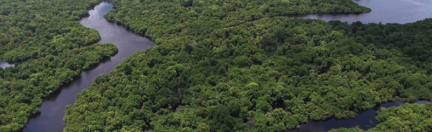 LCA Software Teaser - Plan view on rainforest